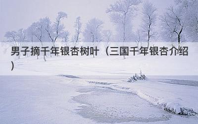 男子摘千年银杏树叶（三国千年银杏介绍）-第1张图片